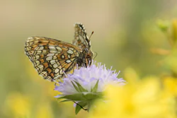 Heath Fritillary (Melitaea athalia)