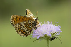 Heath Fritillary (Melitaea athalia)