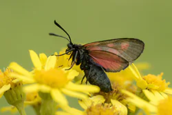 Six-spot Burnet (Zygaena filipendulae)