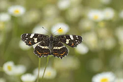Rusałka kratkowiec (Araschnia levana)
