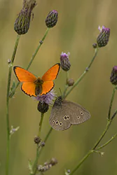 Czerwończyk dukacik (Lycaena virgaureae)