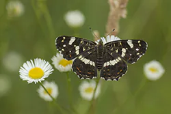 Rusałka kratkowiec (Araschnia levana)