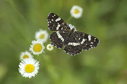 Rusałka kratkowiec (Araschnia levana)
