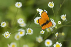 Czerwończyk dukacik (Lycaena virgaureae)