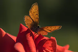 Czerwończyk dukacik (Lycaena virgaureae)