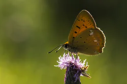 Czerwończyk dukacik (Lycaena virgaureae)