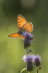 Czerwończyk dukacik (Lycaena virgaureae)