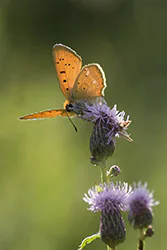 Czerwończyk dukacik (Lycaena virgaureae)