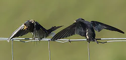 Jaskółka dymówka (Hirundo rustica)