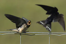Jaskółka dymówka (Hirundo rustica)