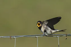 Jaskółka dymówka (Hirundo rustica)