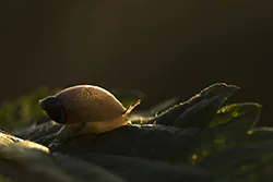 Amber Snail (Succinea putris)