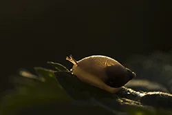 Amber Snail (Succinea putris)