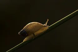 Amber Snail (Succinea putris)
