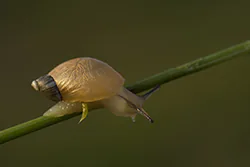 Amber Snail (Succinea putris)