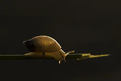 Amber Snail (Succinea putris)
