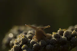 Wstężyk ogrodowy (Cepaea hortensis)
