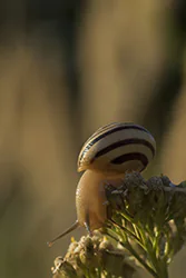 Wstężyk ogrodowy (Cepaea hortensis)