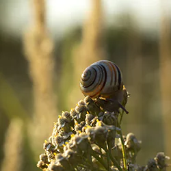 Wstężyk ogrodowy (Cepaea hortensis)