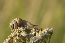 Wstężyk ogrodowy (Cepaea hortensis)
