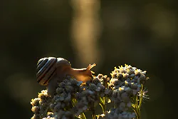 Wstężyk ogrodowy (Cepaea hortensis)