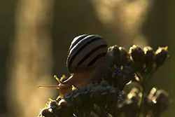 Wstężyk ogrodowy (Cepaea hortensis)