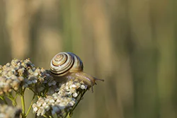 Wstężyk ogrodowy (Cepaea hortensis)