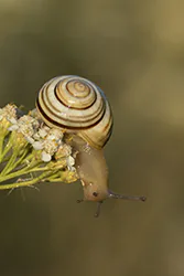 Wstężyk ogrodowy (Cepaea hortensis)