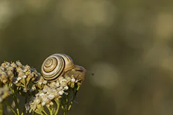 Wstężyk ogrodowy (Cepaea hortensis)