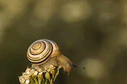 Wstężyk ogrodowy (Cepaea hortensis)
