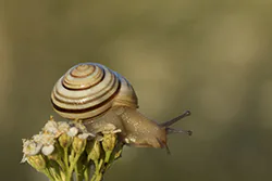 Wstężyk ogrodowy (Cepaea hortensis)