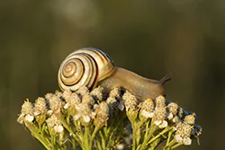 Wstężyk ogrodowy (Cepaea hortensis)
