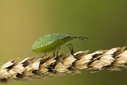 Green Shield Bug (Palomena prasina)
