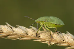 Green Shield Bug (Palomena prasina)