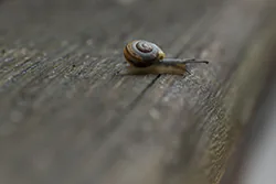 Wstężyk ogrodowy (Cepaea hortensis)