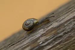 Wstężyk ogrodowy (Cepaea hortensis)
