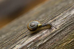 Wstężyk ogrodowy (Cepaea hortensis)