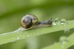 Wstężyk ogrodowy (Cepaea hortensis)