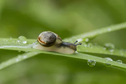 Wstężyk ogrodowy (Cepaea hortensis)