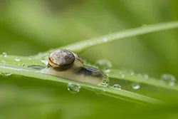 Wstężyk ogrodowy (Cepaea hortensis)