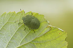 Green Shield Bug (Palomena prasina)