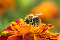 Bumblebee (Bombus sp)
