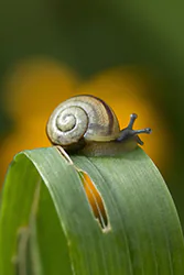 Wstężyk ogrodowy (Cepaea hortensis)