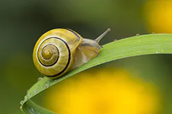 Wstężyk ogrodowy (Cepaea hortensis)