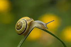 Wstężyk ogrodowy (Cepaea hortensis)