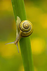 Wstężyk ogrodowy (Cepaea hortensis)