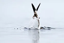 Black-headed Gull (Larus ridibundus)
