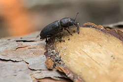  (Spondylis buprestoides)