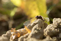 Ruddy Darter (Sympetrum sanguineum)