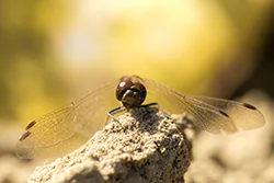 Ruddy Darter (Sympetrum sanguineum)
